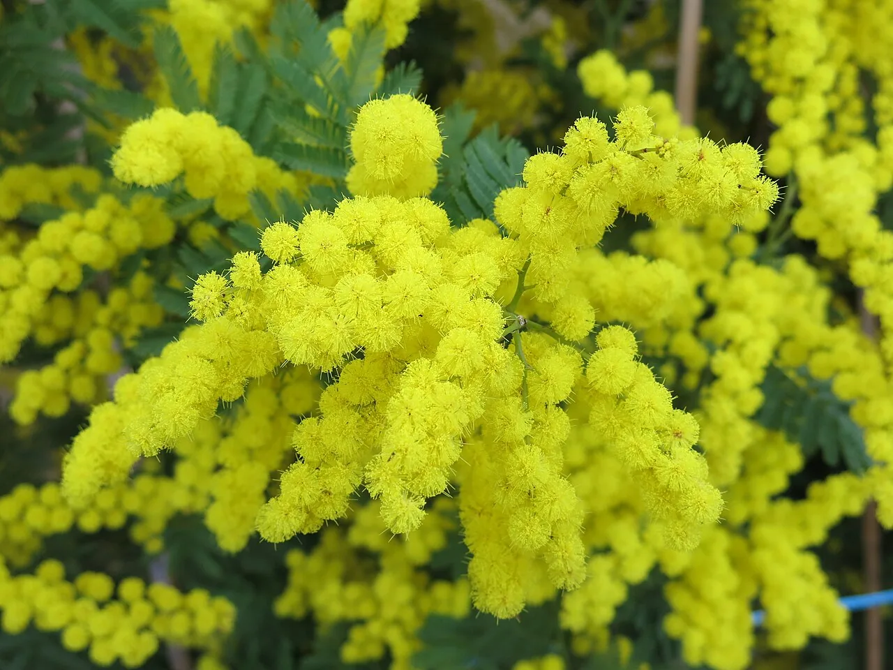 Bouquets jaunes de mimosa en fleurs
